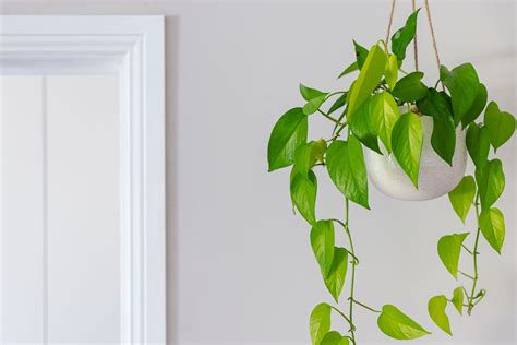 15 Indoor Hanging Plants To Greenify Your Space
