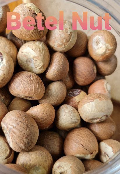 betel nut  exporters myanmar company limited betel nut fresh betel nut id