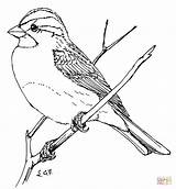 Sparrow Coloring Pages Drawing Bird Throated House Finch Printable Outline Simple Template Supercoloring Birds Flying Drawings Sparrows Getdrawings Getcolorings Sketch sketch template
