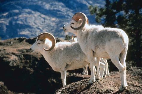 Dall Sheep Facts Size Color Diet Habitat And Pictures
