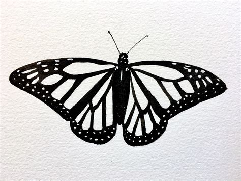 draw  monarch caterpillar    draw