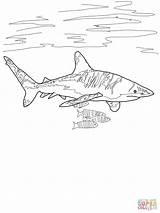 Shark Coloring Pages Reef Kids Drawing Tipped Oceanic Whitetip Printable Thresher Super Easy Drawings Designlooter Template Facts Clip Sketches Cat sketch template