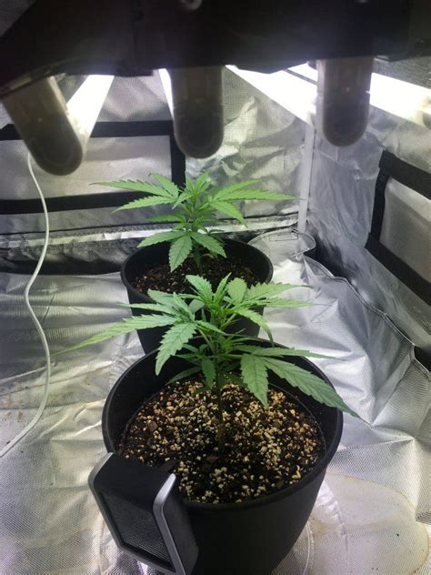 5 weeks old from seed thcfarmer