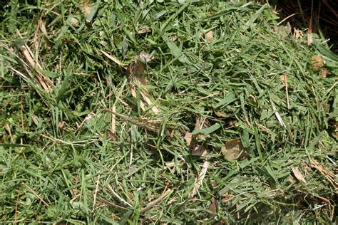 lawn mower clippings top