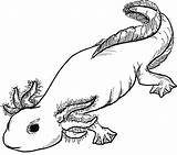 Axolotl sketch template
