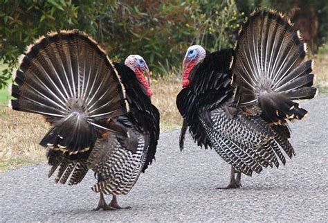 Wild Turkeys Flickr Photo Sharing