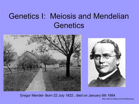 Ppt Genetics I Meiosis And Mendelian Genetics Powerpoint