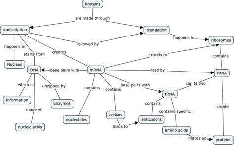 protein synthesis concept map