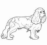 Spaniel Charles King Coloring Cavalier Pages Cocker Springer English Printable Drawing Dog Color Colouring Spaniels Supercoloring Sheets Getcolorings Drawings Dogs sketch template