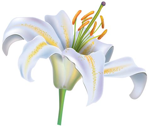 white lily flower png clipart image  web clipart white lily