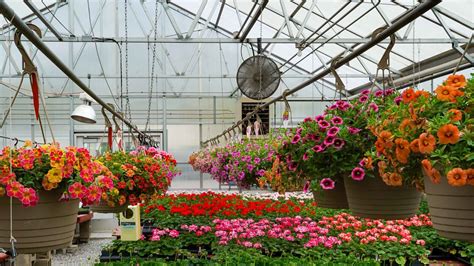 teaching greenhouse plant sale moves   curbside pick