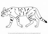 Wildcat Draw African Wild Drawing Animals Step Sketch Learn Sketches Paintingvalley sketch template