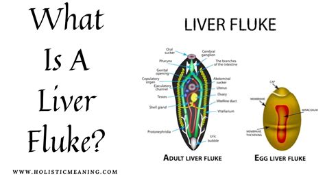 liver fluke holistic meaning