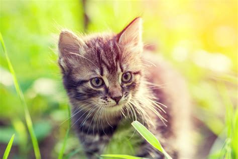 neue studie zeigt lungenwurminfektionen bei katzen haeufiger als