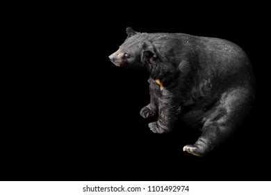 bear dark background stock photo  shutterstock