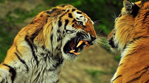 p   fighting tiger jungle fighting tiger animal