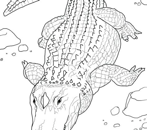 coloring pages realistic coloring reference realistic coloring pages