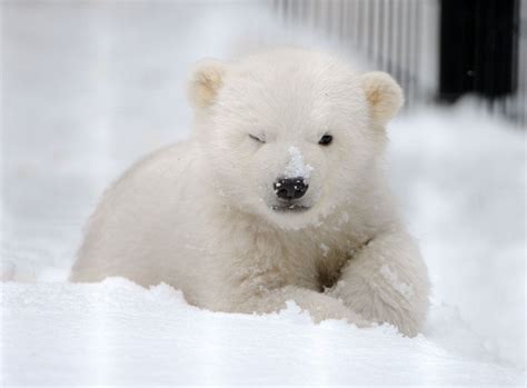 cute baby polar bear wink   camera aww