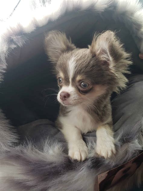 Teacup Chihuahua 3 Month Old For Sale