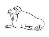 Walrus Coloring Pages Cliparts Clipart Popular Designlooter Library Clip Coloringhome 67kb 612px Favorites Add Sheet sketch template