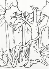 Rainforest Coloring Pages Amazon Drawing Easy Jungle Scenery Forest Trees Rain Treasures Wild Sketch Template Drawings Getdrawings Color Templates Getcolorings sketch template