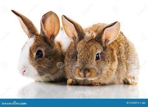 bunnies stock photography image