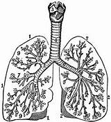 Tubes Bronchial Clipart Clipground Lung Outline sketch template