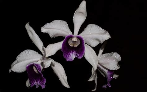 laelia purpurata aço cooperorchids orquidário