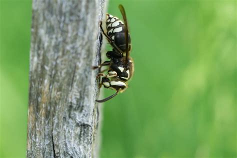 bald faced hornet behavior