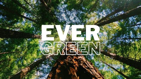evergreen content  ultimate guide   blog bell