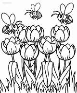 Tulpen Tulpe Zum Druckbare sketch template