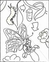 Butterfly Caterpillar Coloring Cocoon Pages Drawing Church Sharefaith Transformation Cycle Life Clipart Color Hungry Kids Children Valentines Childrens Getdrawings Getcolorings sketch template