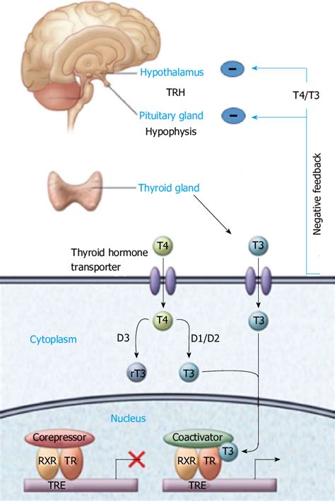 production  action  thyroid hormone  key components required