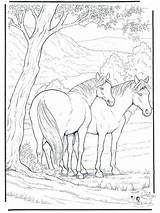 Coloring Horse Pages Foal Getcolorings Colouring sketch template