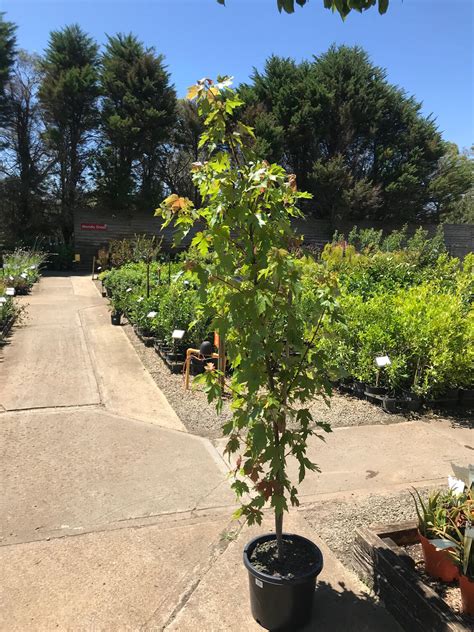 buy canadian maple autumn red  plants  baker