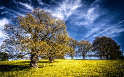 wallpaper field trees landscape hd widescreen high definition fullscreen