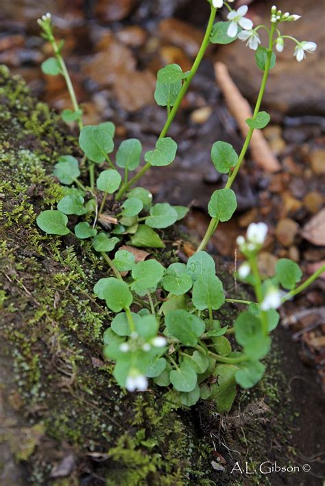 cardamine cardamine pratensis cress bitter cress meadow