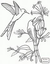 Hummingbird Drawing Coloring Pages Easy Getdrawings sketch template