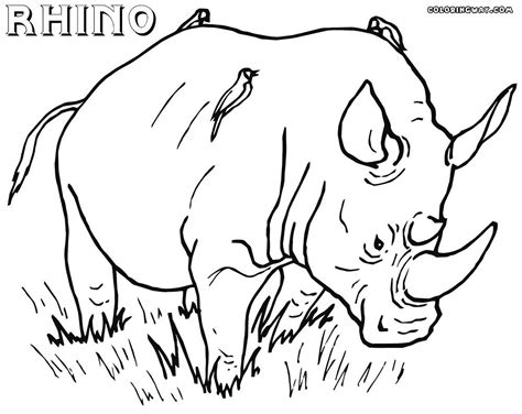 coloring pages  rhinos  getcoloringscom  printable colorings