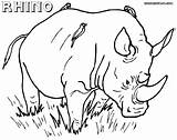 Rhino Coloring Pages Baby Rhinos Printable Getcolorings Indian sketch template