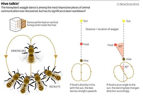 Rethinking The Bee S Waggle Dance New Scientist
