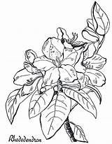 Rhododendron Flower Designlooter Clipartmag sketch template