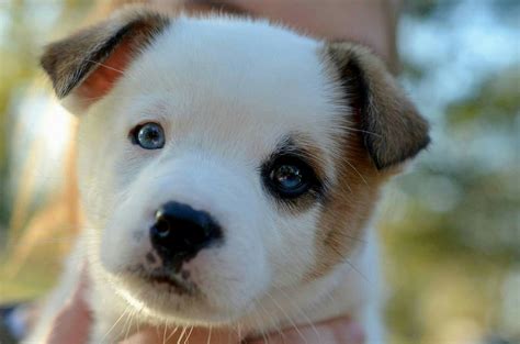 small white  brown dog  blue eyes