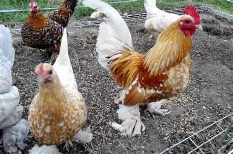 Bantam Chickens The Ultimate Guide On Breeds Eggs Size