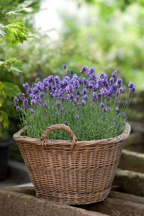 planting lavender  pots  piece