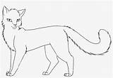 Warrior Scourge Coloring Cat Cats Outline Pages Search Again Bar Case Looking Don Print Use Find sketch template