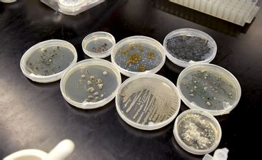 research areas microbiology plant pathology