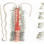 Afbeeldingsresultaten voor "poecilochaetus Serpens". Grootte: 185 x 185. Bron: www.marinespecies.org