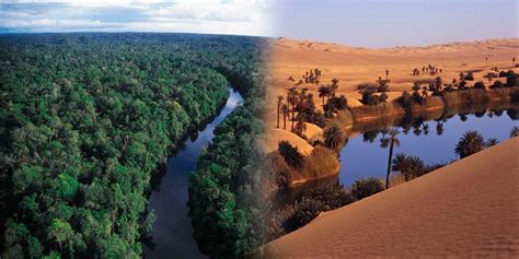 biaviagemambiental quando  deserto foi floresta