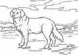 Ausmalbilder Hunde Retriever Golden Kostenlos Hund Hunden Pferde Malvorlagen Ausdrucken Ausmalen Verwandt Welpen Kinderbilder Wann sketch template